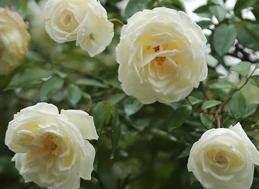 Hoa hồng bạch xếp